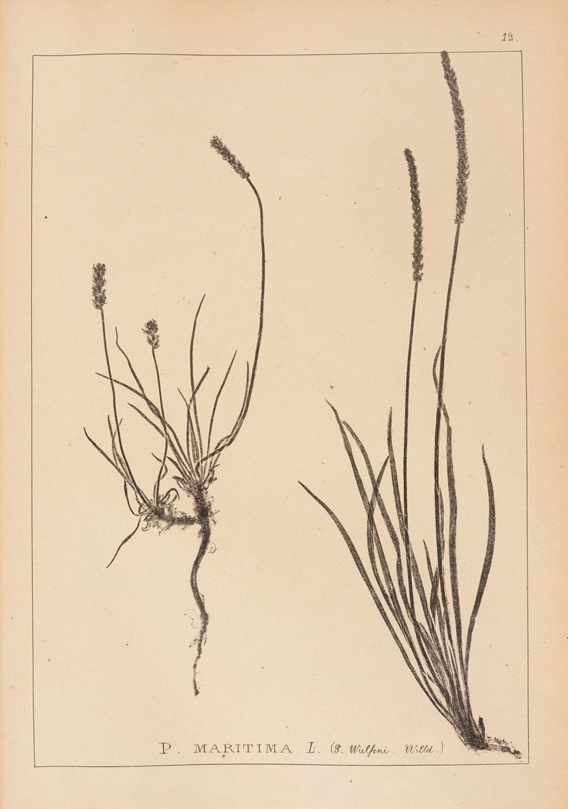 Louis Antoine Cusin - Herbier de la flore française Pl.0930