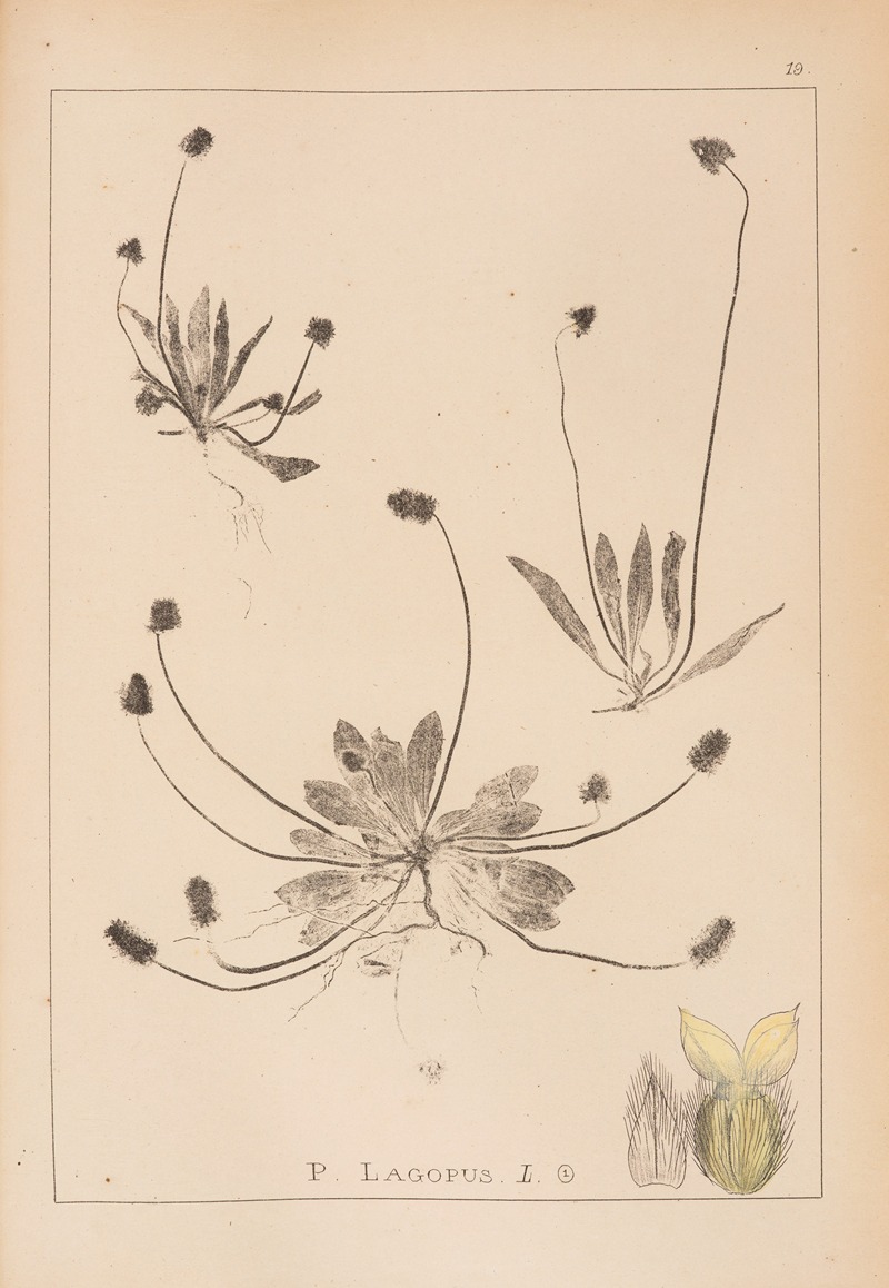 Louis Antoine Cusin - Herbier de la flore française Pl.0937