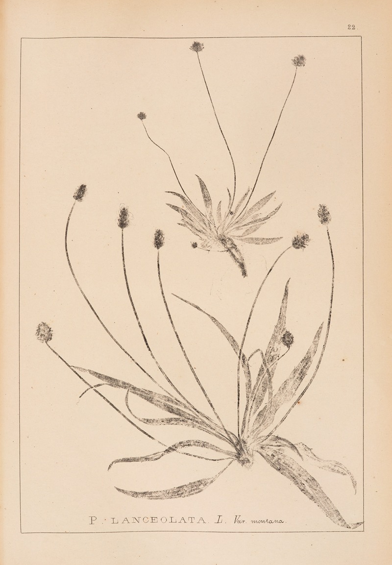 Louis Antoine Cusin - Herbier de la flore française Pl.0940