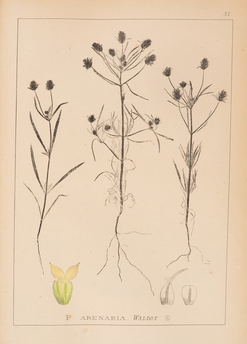 Louis Antoine Cusin - Herbier de la flore française Pl.0949