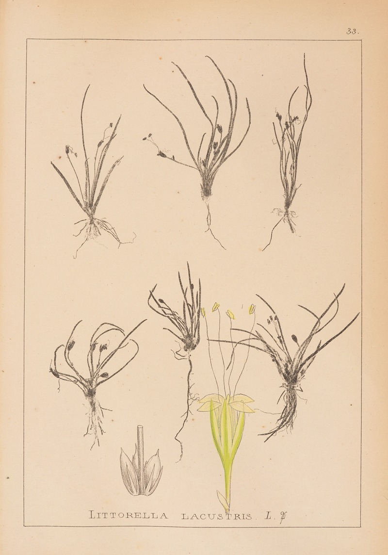 Louis Antoine Cusin - Herbier de la flore française Pl.0951