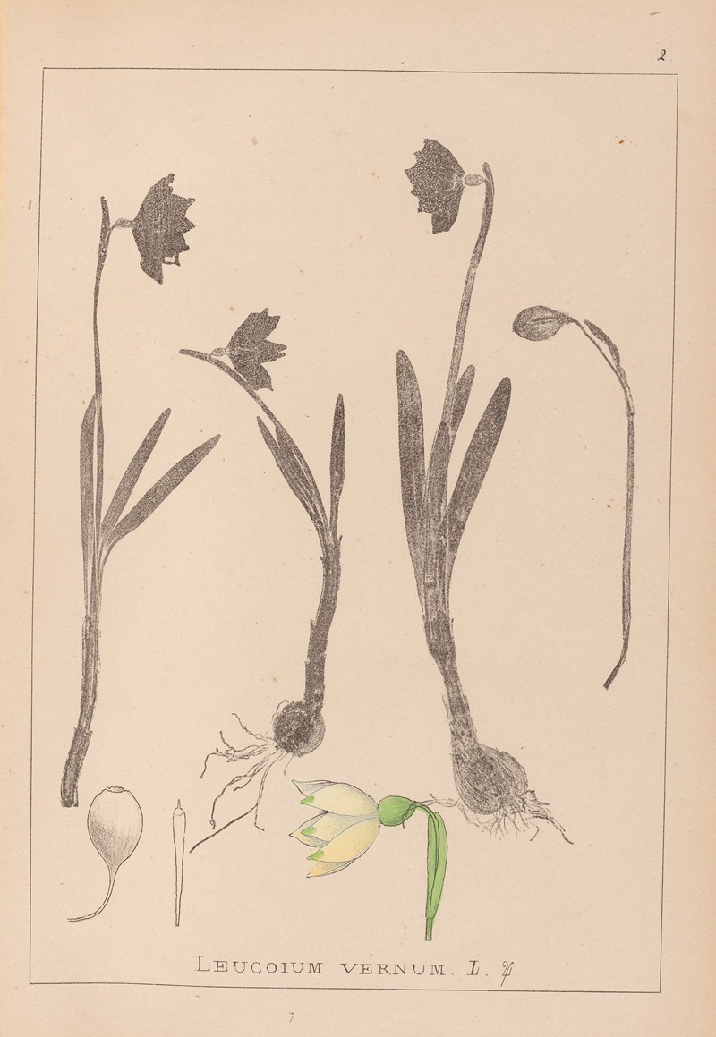 Louis Antoine Cusin - Herbier de la flore française Pl.0953