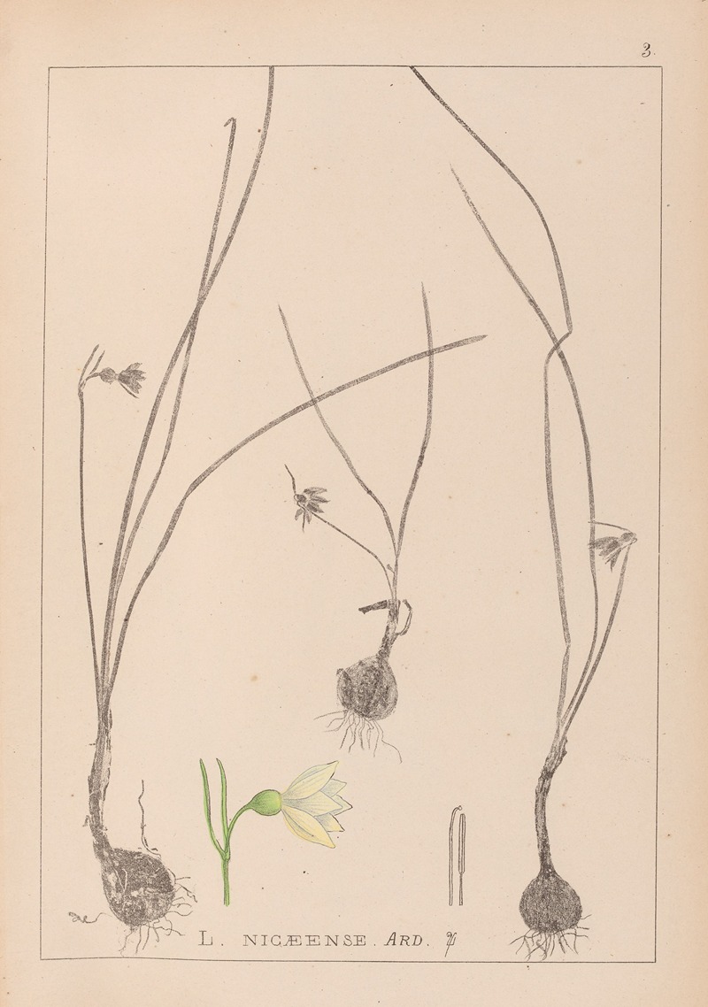 Louis Antoine Cusin - Herbier de la flore française Pl.0954