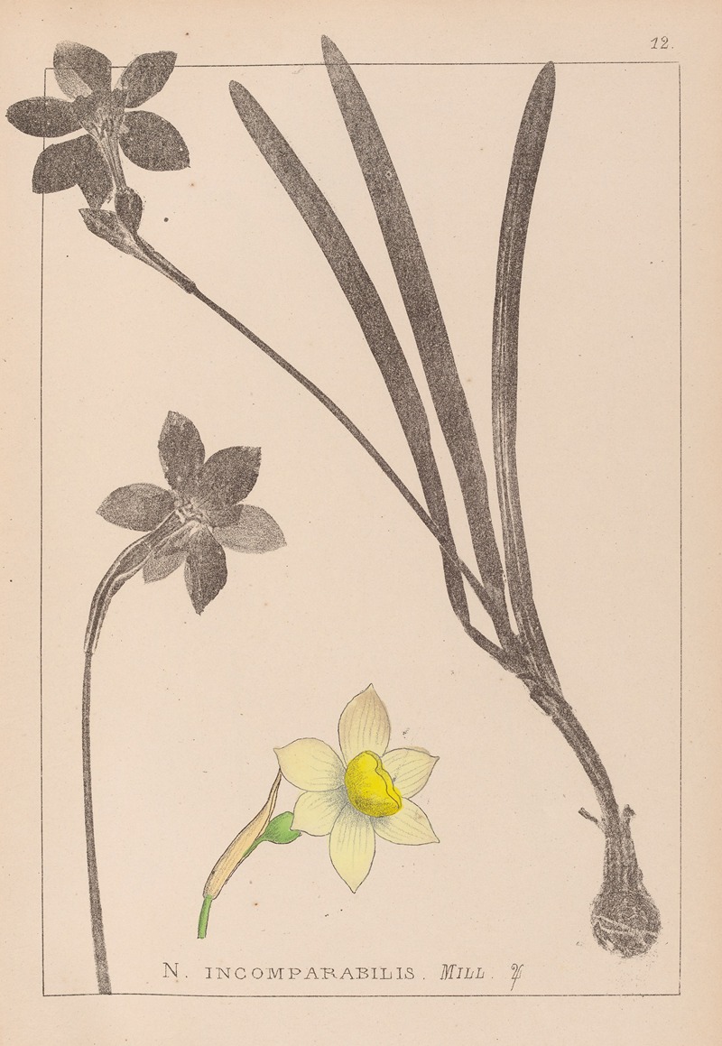 Louis Antoine Cusin - Herbier de la flore française Pl.0963