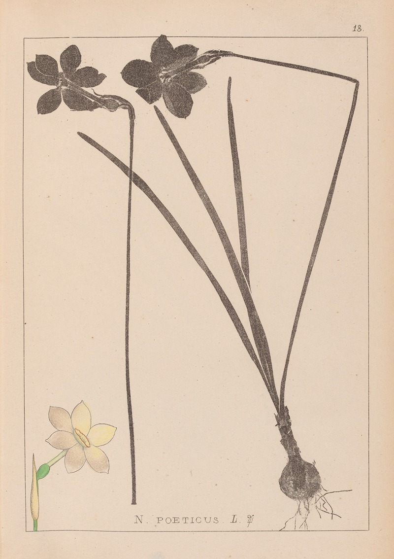 Louis Antoine Cusin - Herbier de la flore française Pl.0964