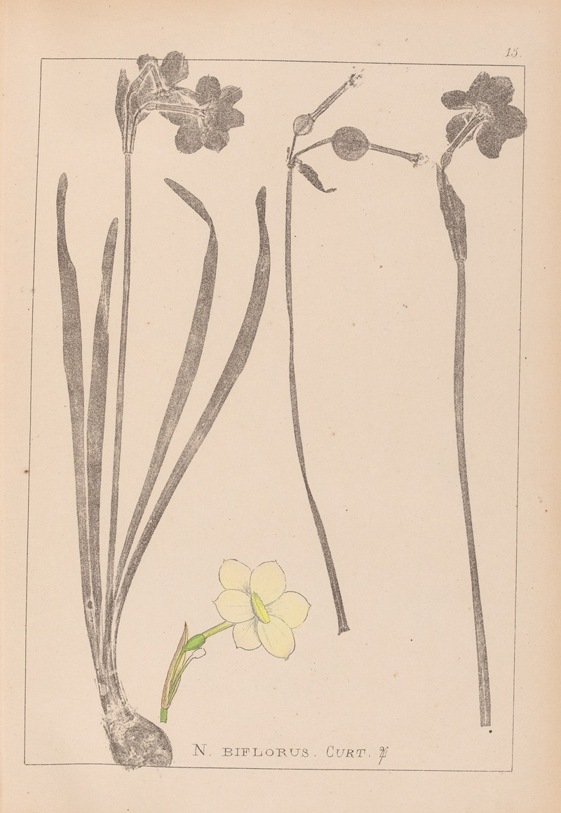Louis Antoine Cusin - Herbier de la flore française Pl.0966