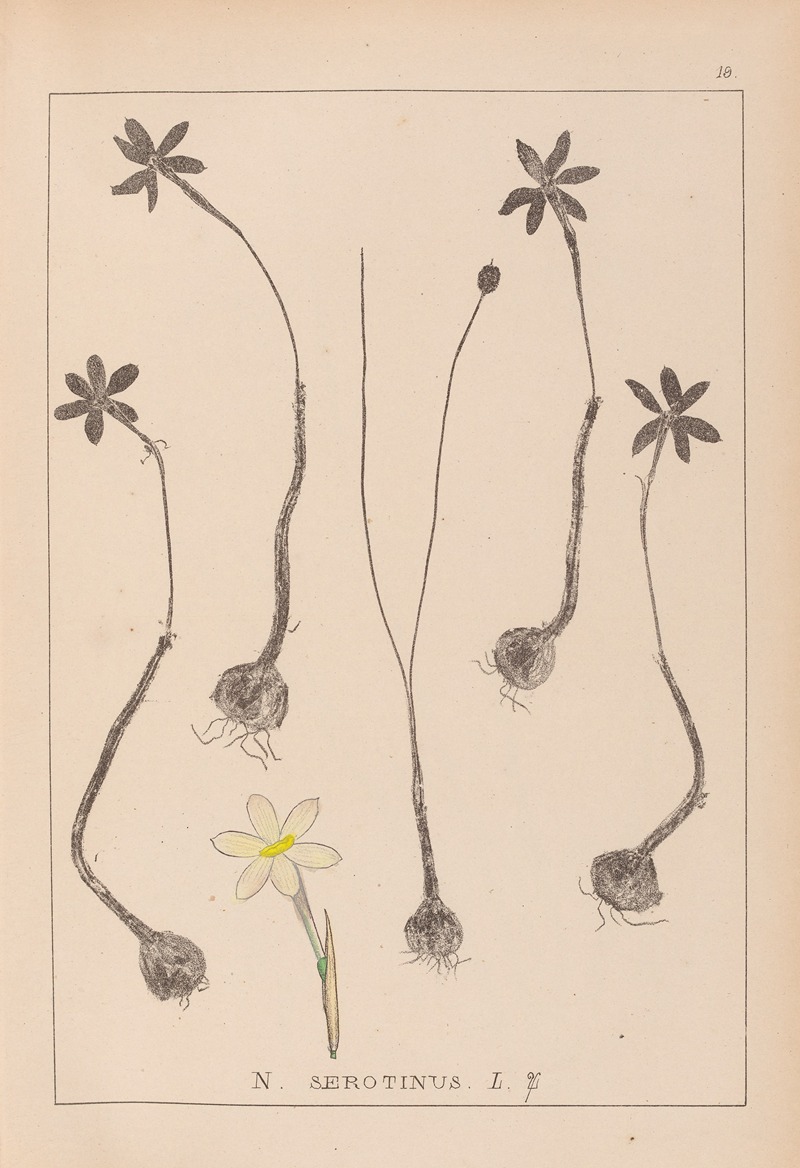 Louis Antoine Cusin - Herbier de la flore française Pl.0969