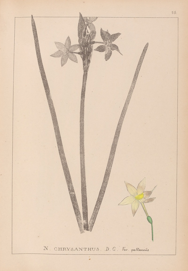 Louis Antoine Cusin - Herbier de la flore française Pl.0972