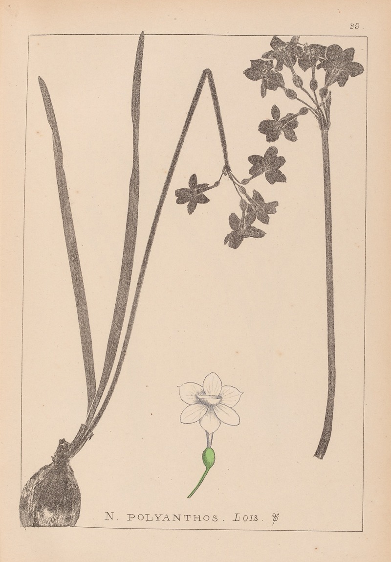 Louis Antoine Cusin - Herbier de la flore française Pl.0975