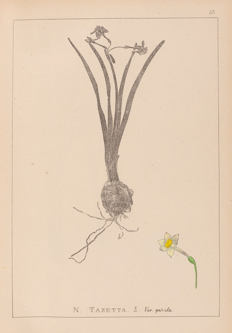 Louis Antoine Cusin - Herbier de la flore française Pl.0978