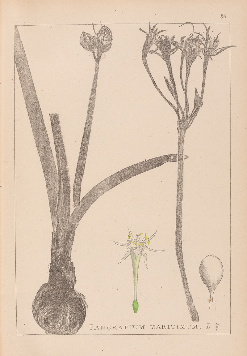 Louis Antoine Cusin - Herbier de la flore française Pl.0981