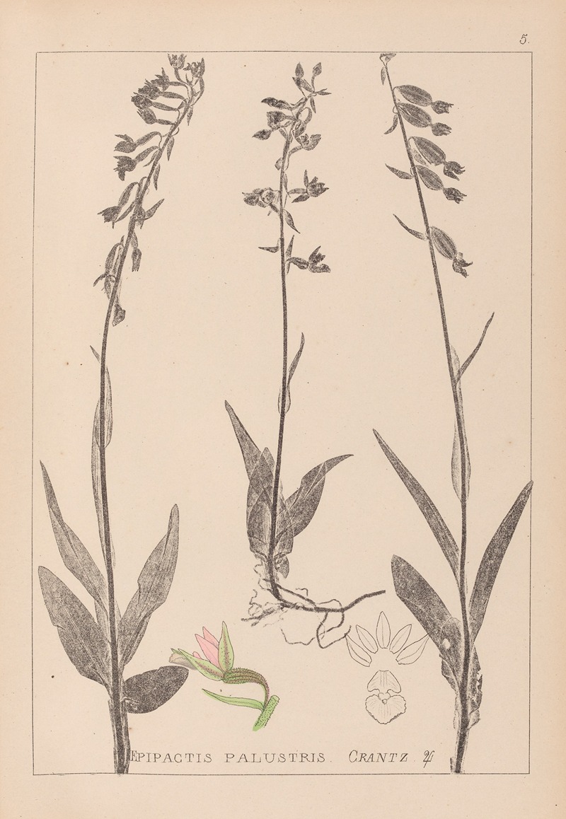 Louis Antoine Cusin - Herbier de la flore française Pl.0986
