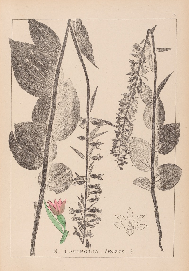 Louis Antoine Cusin - Herbier de la flore française Pl.0987