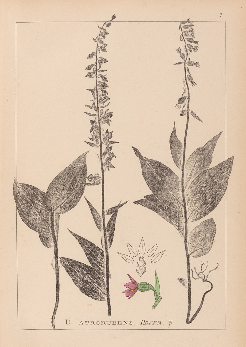 Louis Antoine Cusin - Herbier de la flore française Pl.0988
