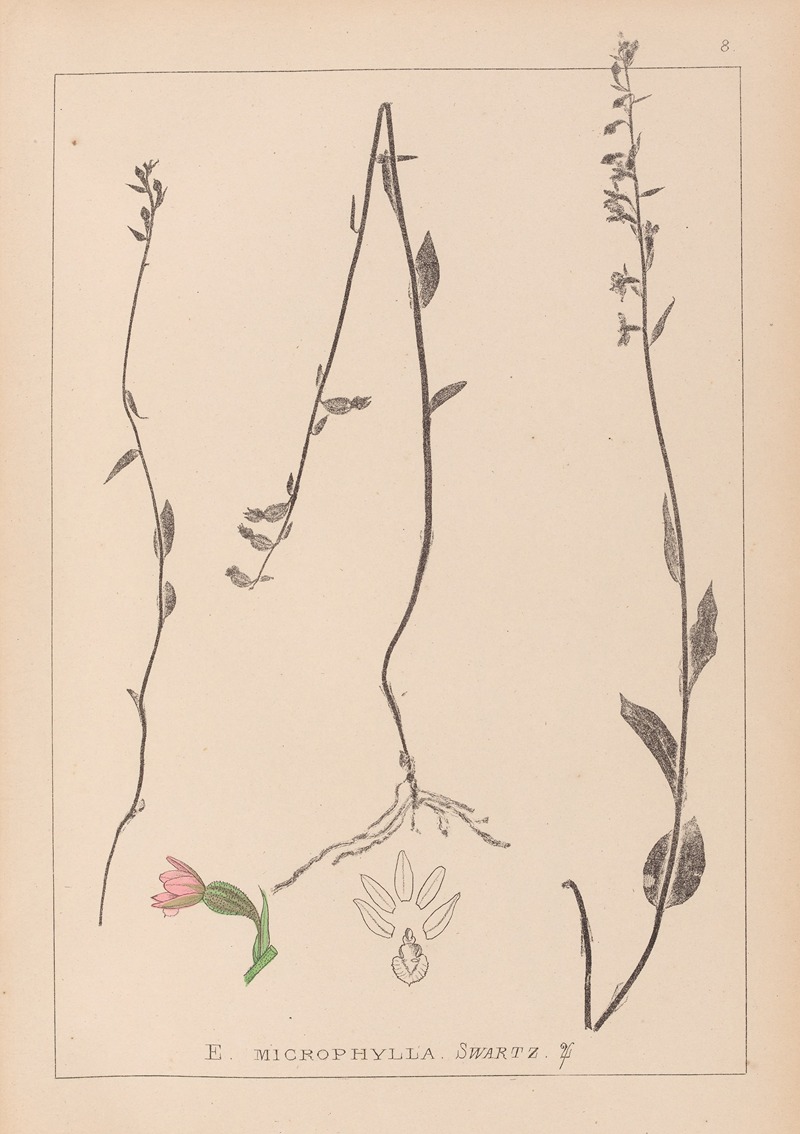 Louis Antoine Cusin - Herbier de la flore française Pl.0989