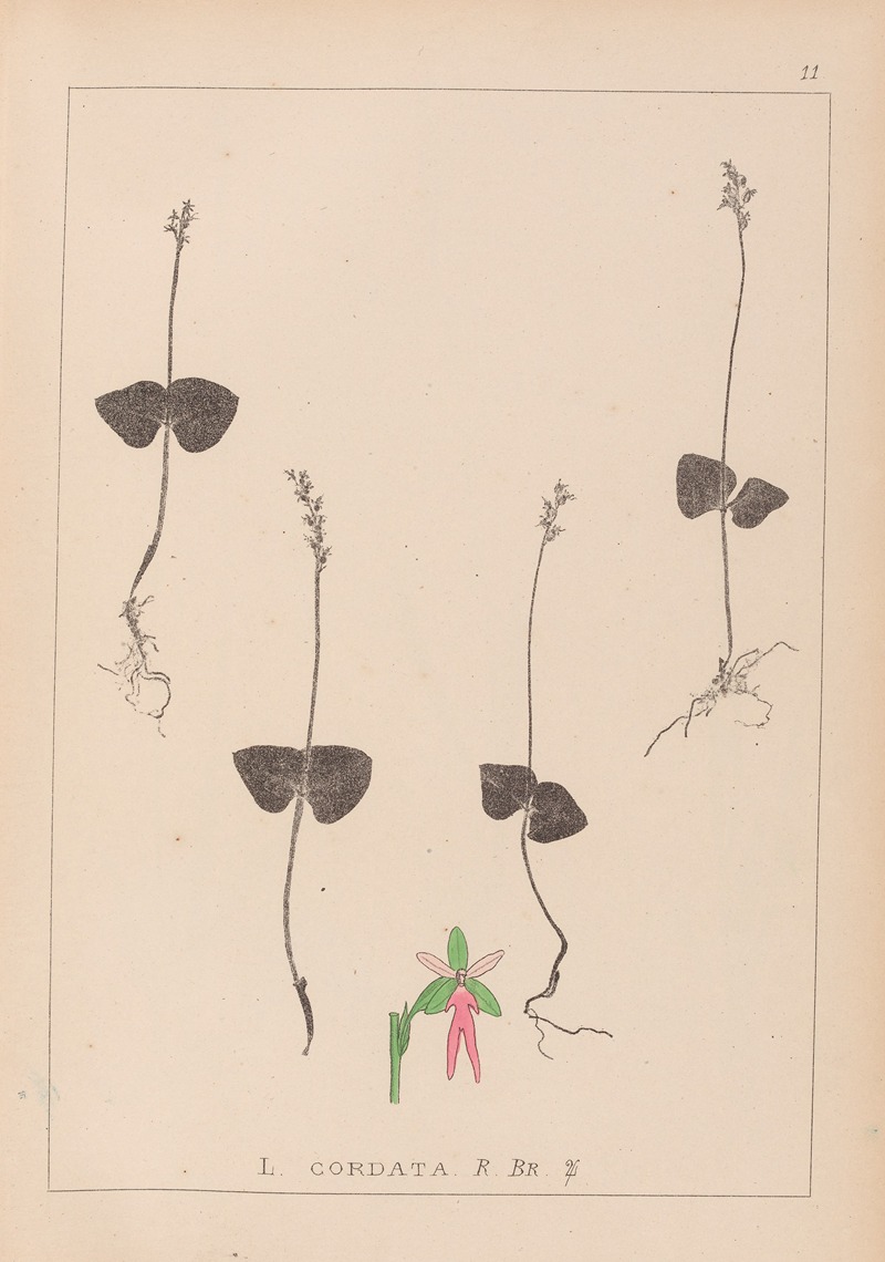 Louis Antoine Cusin - Herbier de la flore française Pl.0992