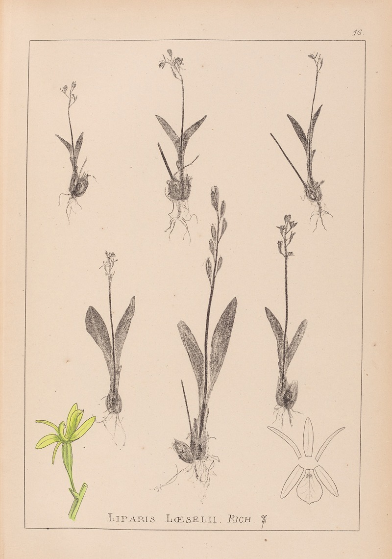 Louis Antoine Cusin - Herbier de la flore française Pl.0997