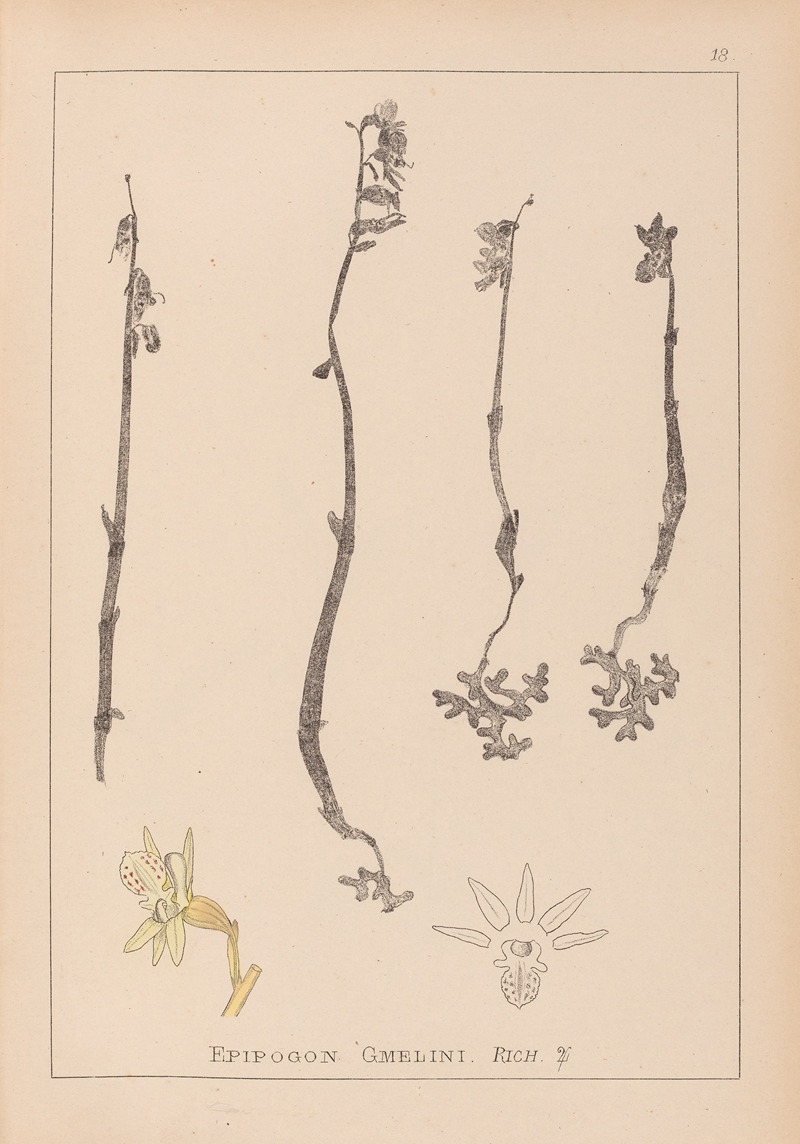 Louis Antoine Cusin - Herbier de la flore française Pl.0999