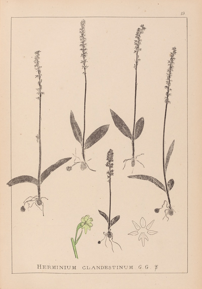 Louis Antoine Cusin - Herbier de la flore française Pl.1000