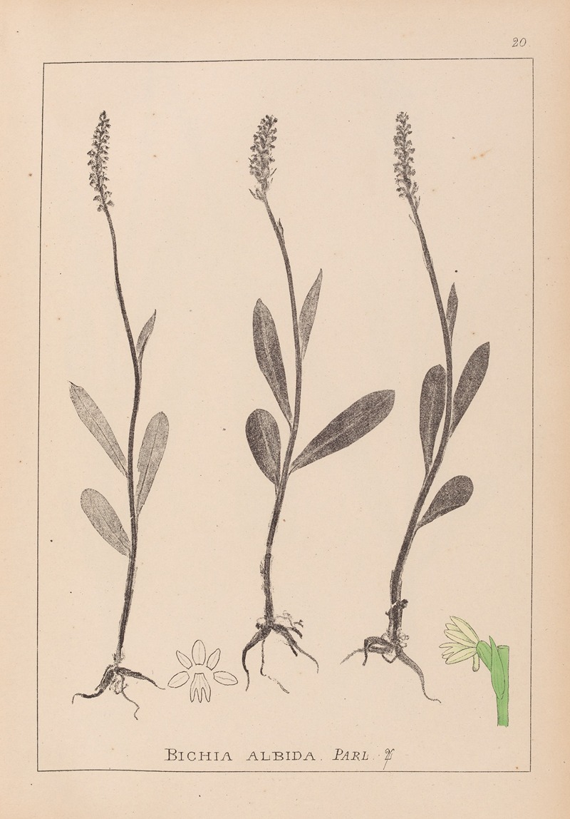 Louis Antoine Cusin - Herbier de la flore française Pl.1001