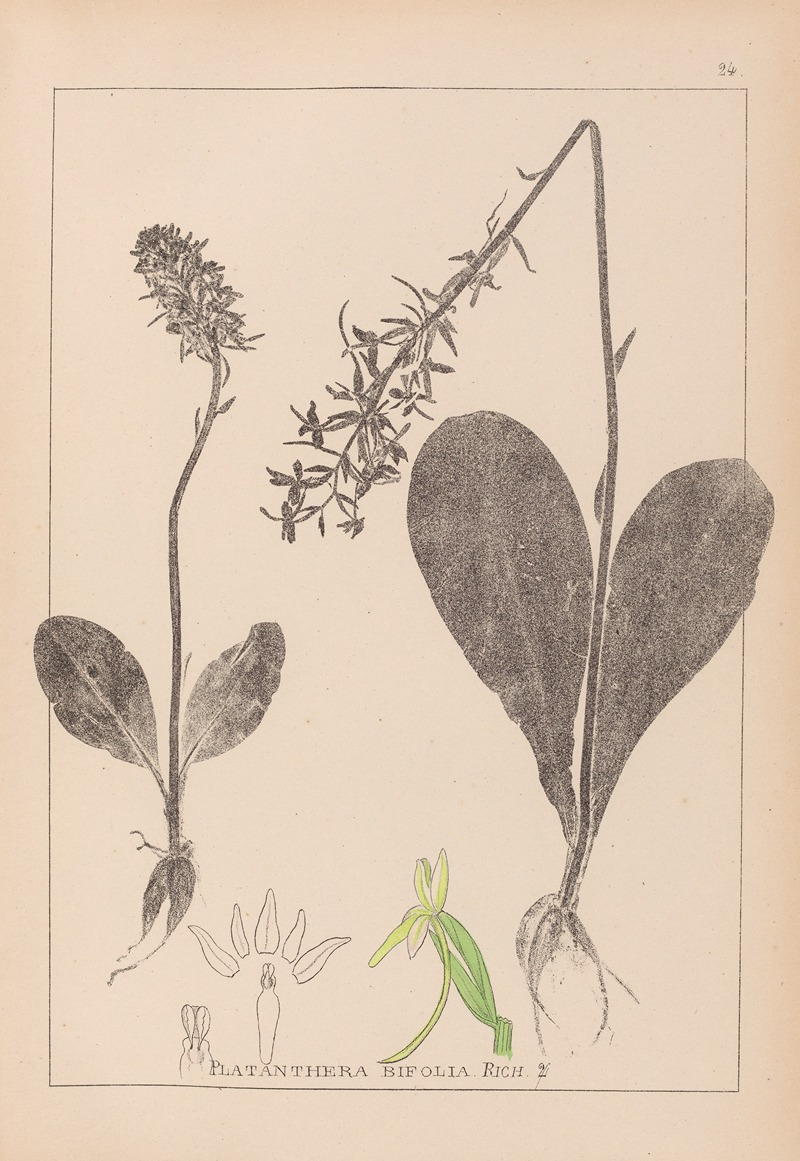 Louis Antoine Cusin - Herbier de la flore française Pl.1005