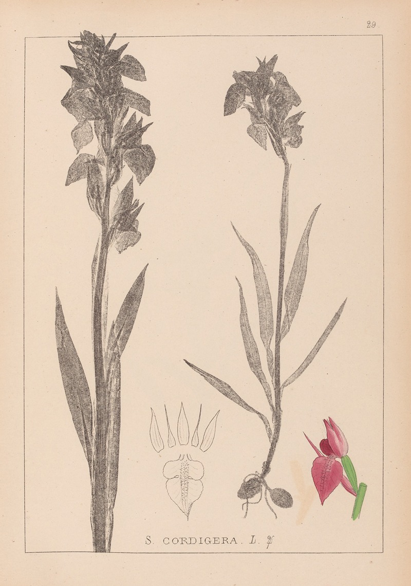 Louis Antoine Cusin - Herbier de la flore française Pl.1010