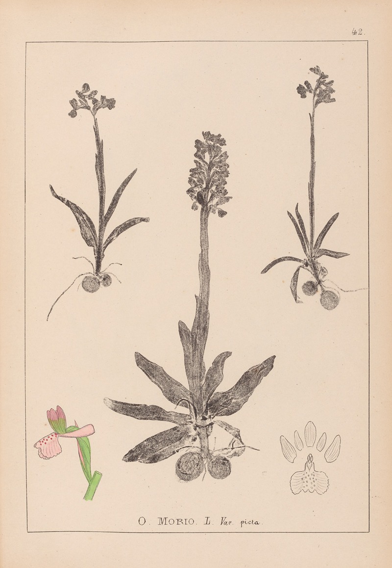 Louis Antoine Cusin - Herbier de la flore française Pl.1022