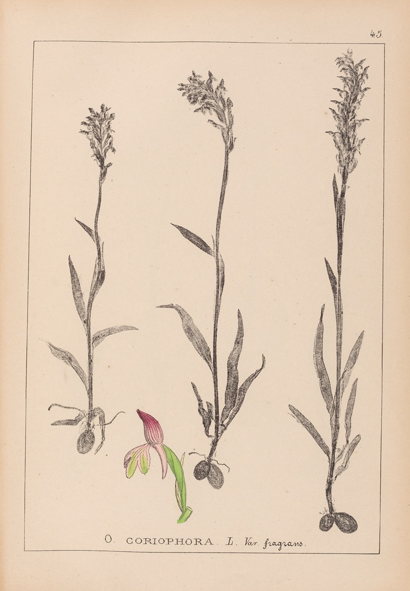 Louis Antoine Cusin - Herbier de la flore française Pl.1025
