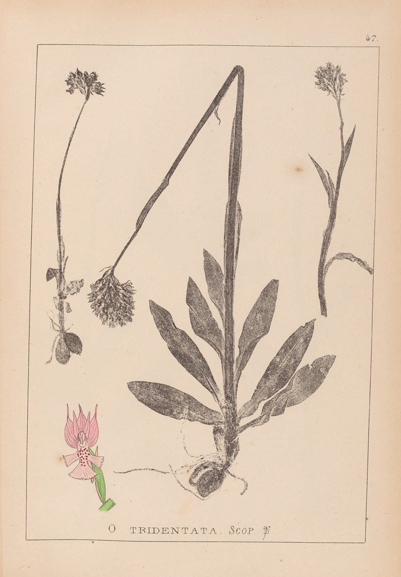 Louis Antoine Cusin - Herbier de la flore française Pl.1027