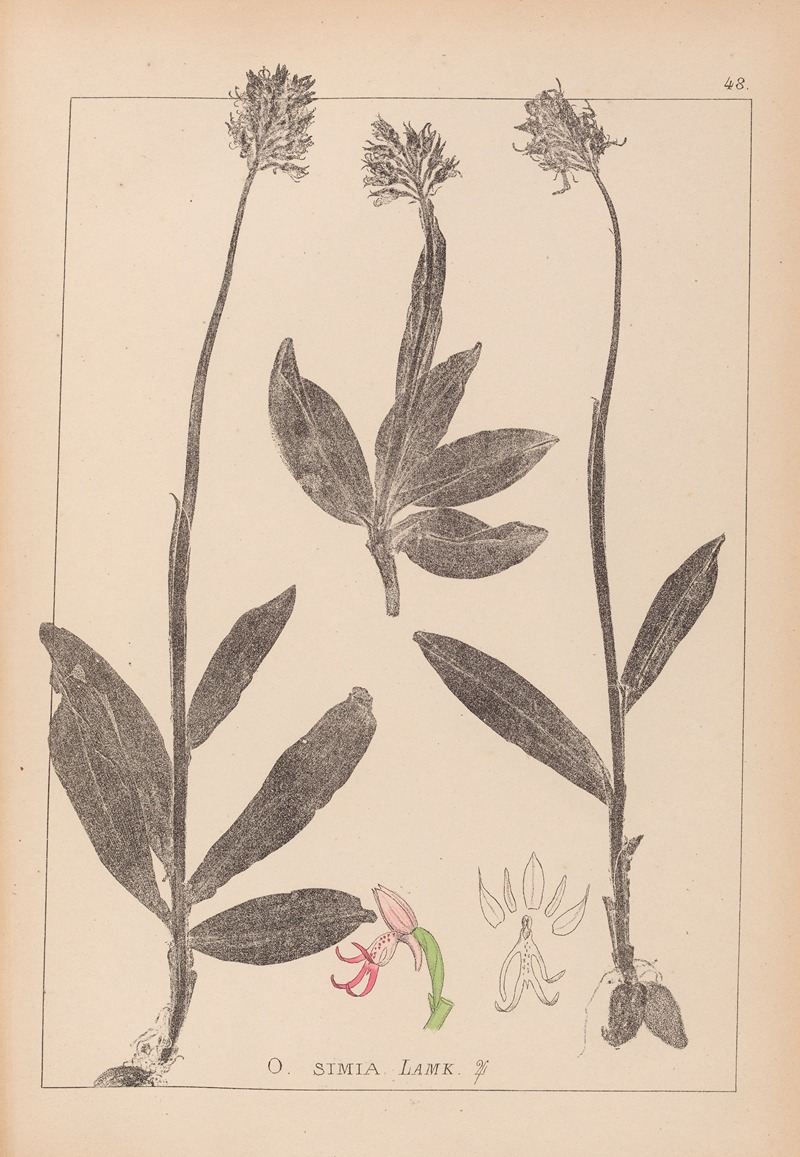 Louis Antoine Cusin - Herbier de la flore française Pl.1028