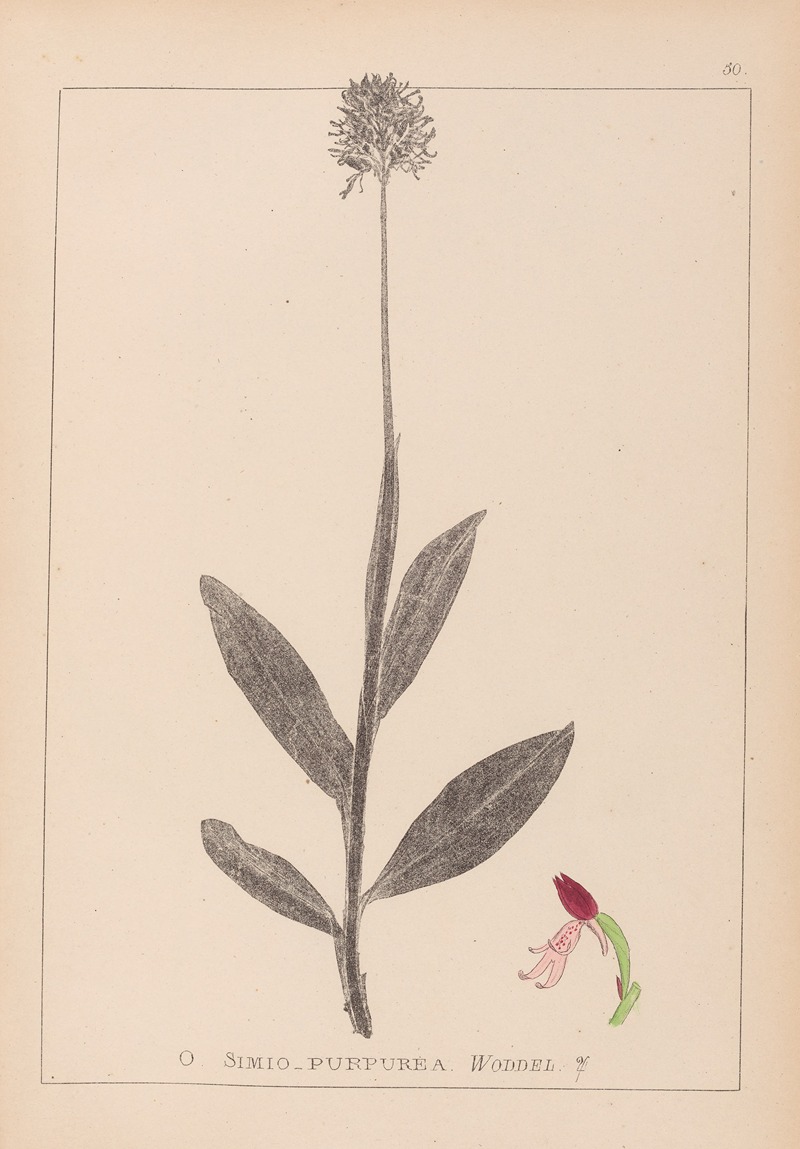 Louis Antoine Cusin - Herbier de la flore française Pl.1030