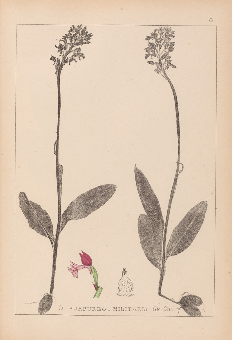 Louis Antoine Cusin - Herbier de la flore française Pl.1031