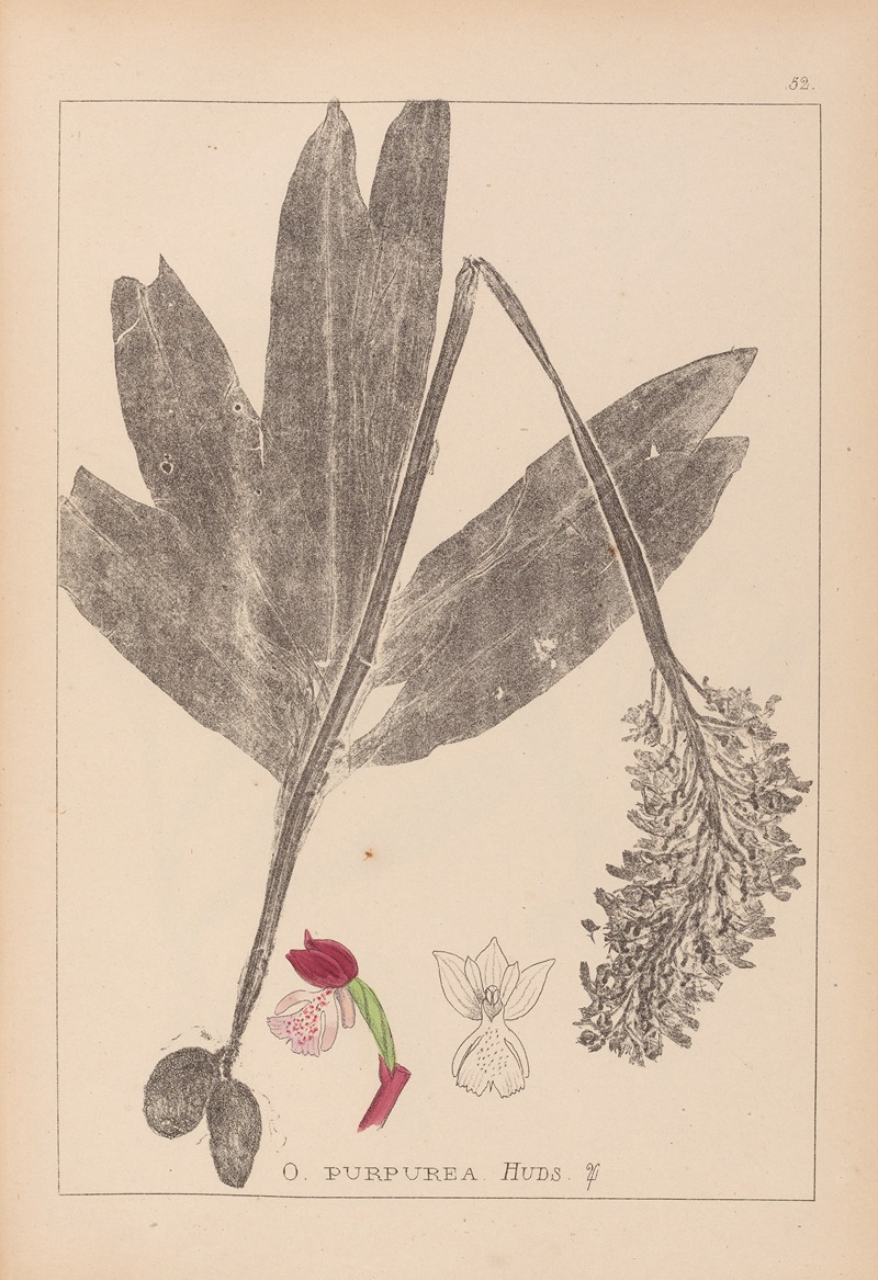 Louis Antoine Cusin - Herbier de la flore française Pl.1032