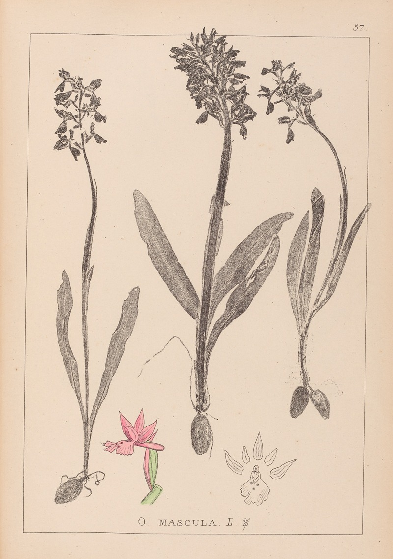 Louis Antoine Cusin - Herbier de la flore française Pl.1037