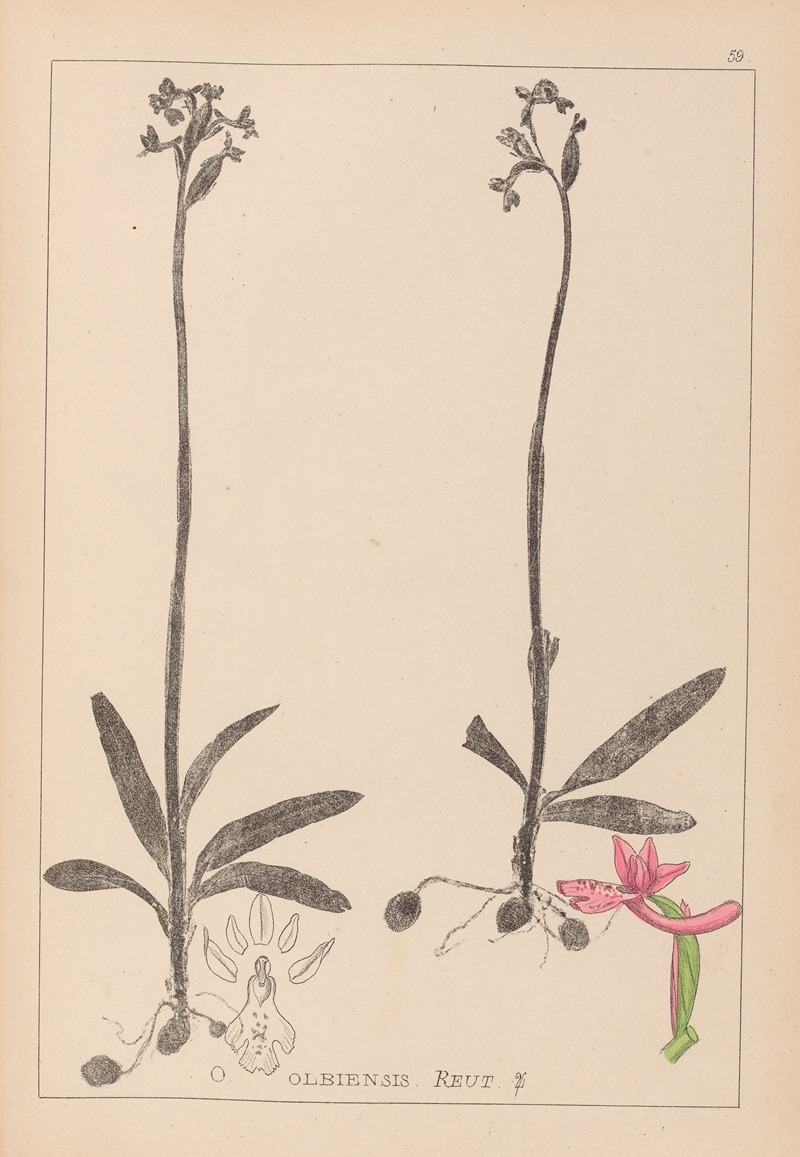 Louis Antoine Cusin - Herbier de la flore française Pl.1039