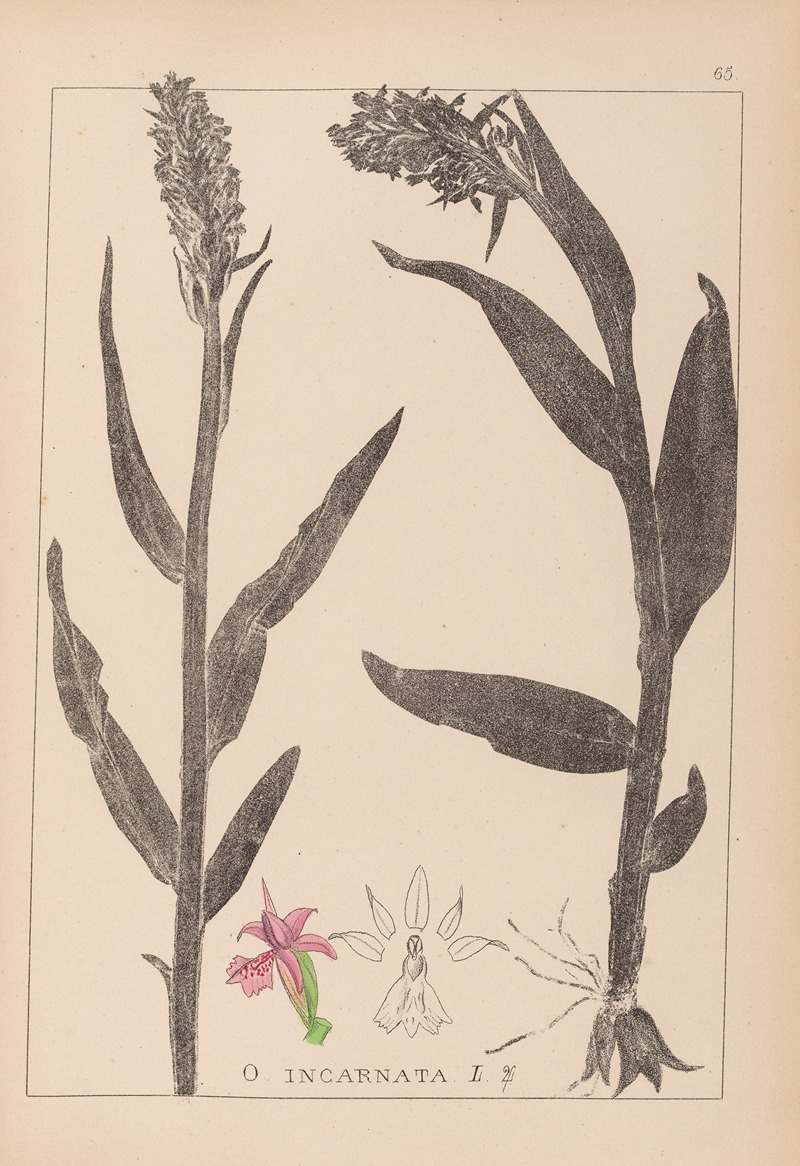Louis Antoine Cusin - Herbier de la flore française Pl.1045