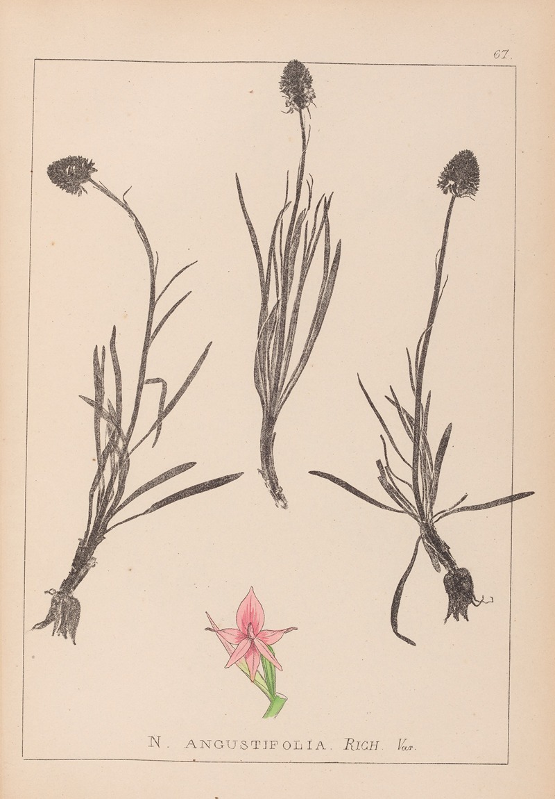 Louis Antoine Cusin - Herbier de la flore française Pl.1047
