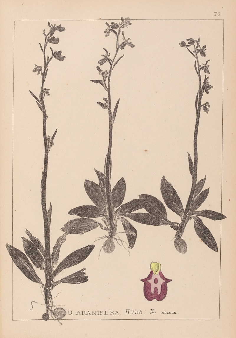Louis Antoine Cusin - Herbier de la flore française Pl.1049
