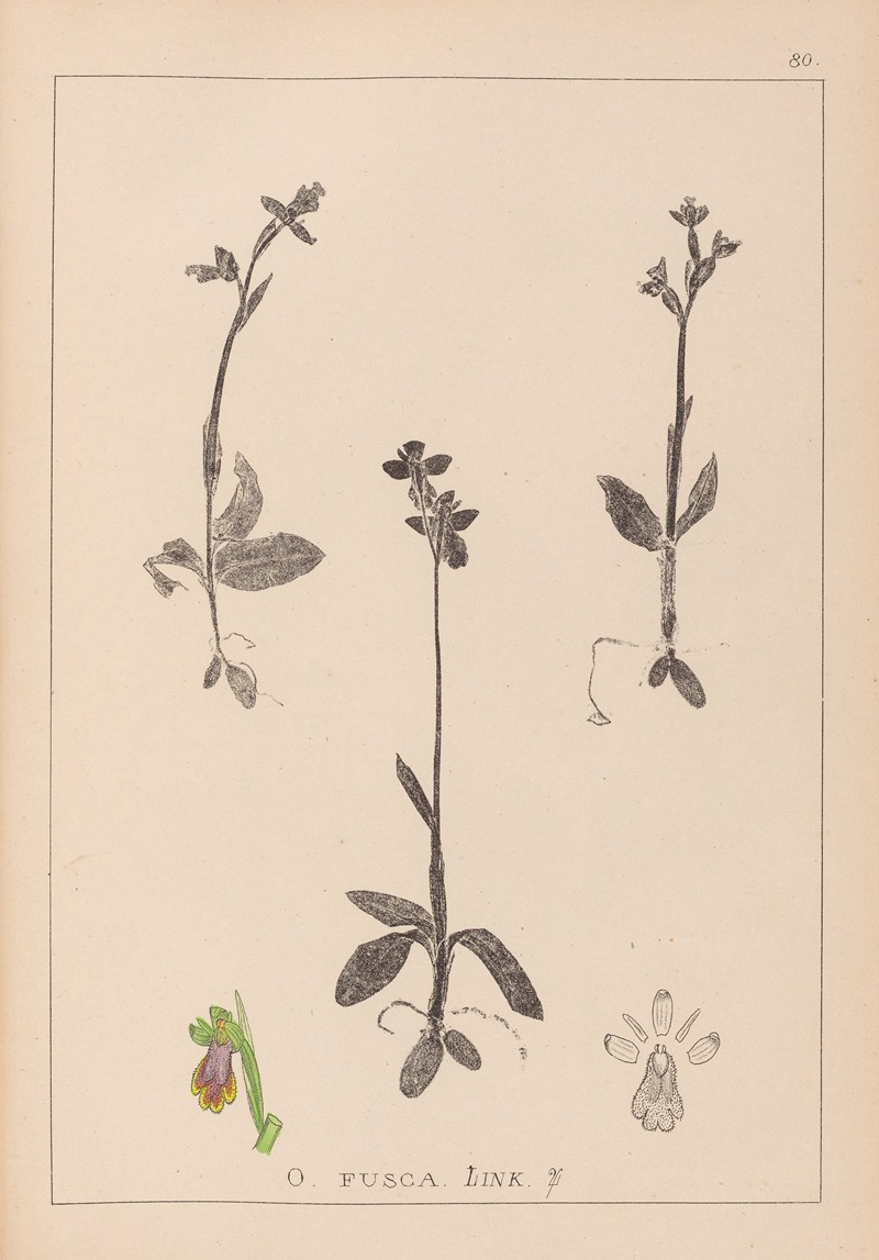 Louis Antoine Cusin - Herbier de la flore française Pl.1058