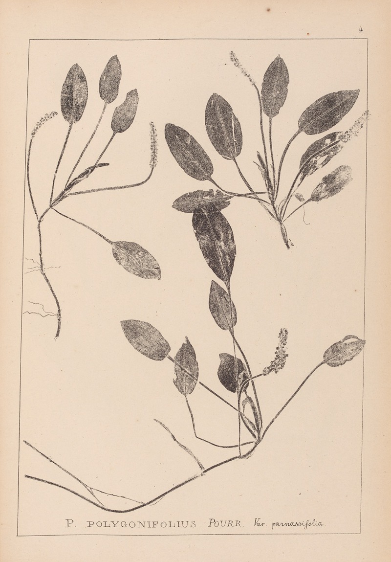 Louis Antoine Cusin - Herbier de la flore française Pl.1071