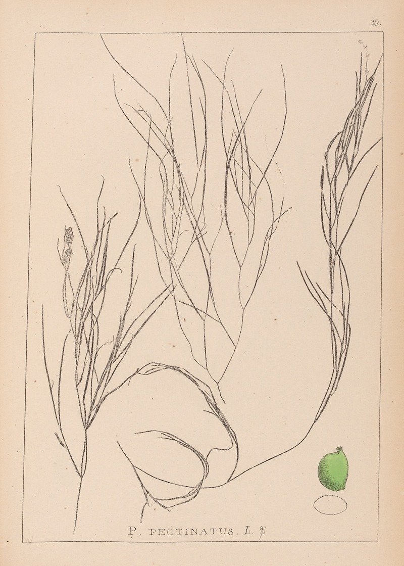 Louis Antoine Cusin - Herbier de la flore française Pl.1086