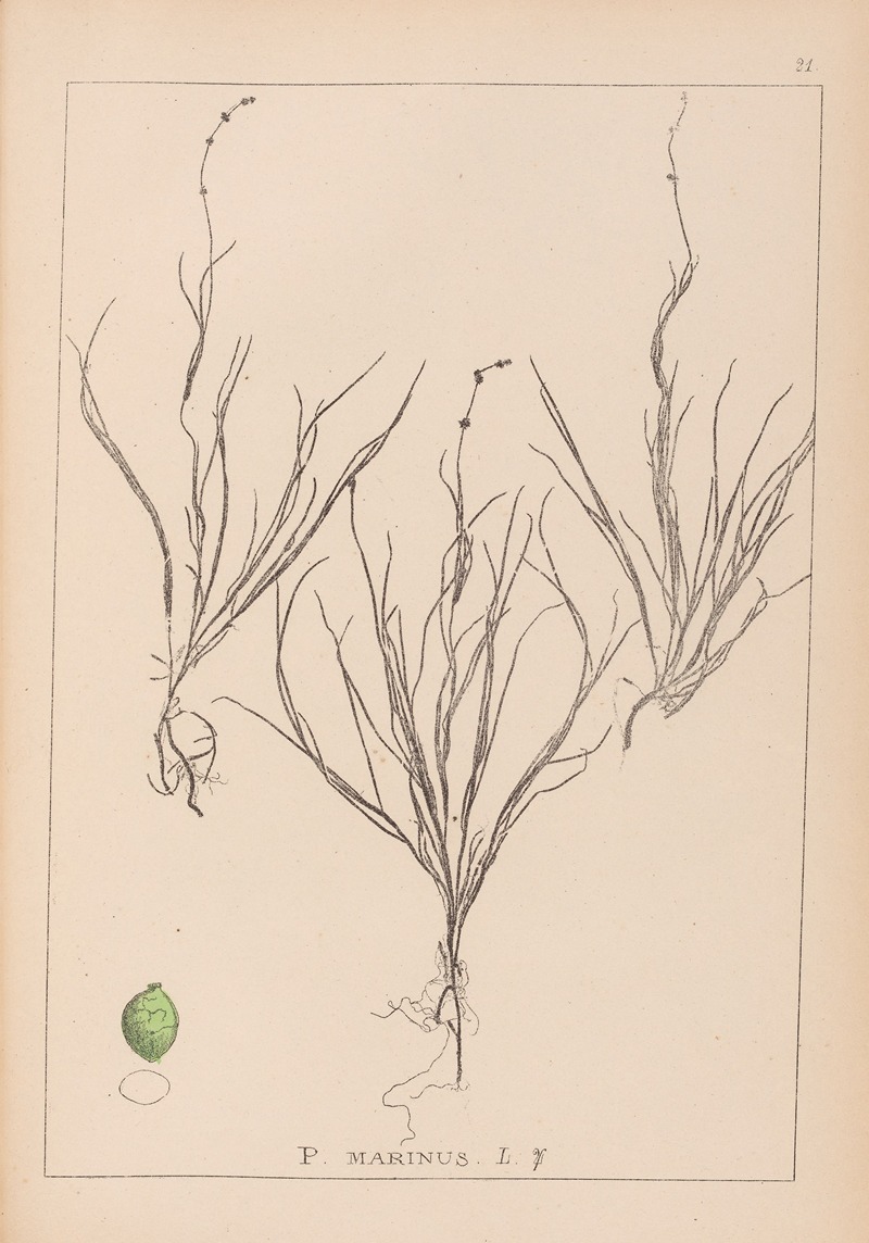 Louis Antoine Cusin - Herbier de la flore française Pl.1087