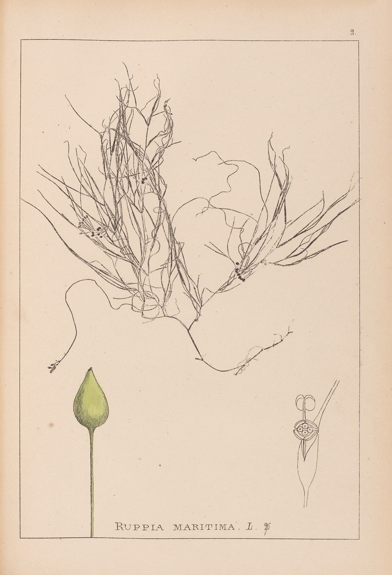 Louis Antoine Cusin - Herbier de la flore française Pl.1095