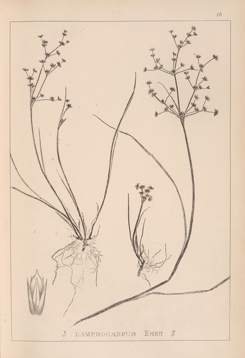 Louis Antoine Cusin - Herbier de la flore française Pl.1139