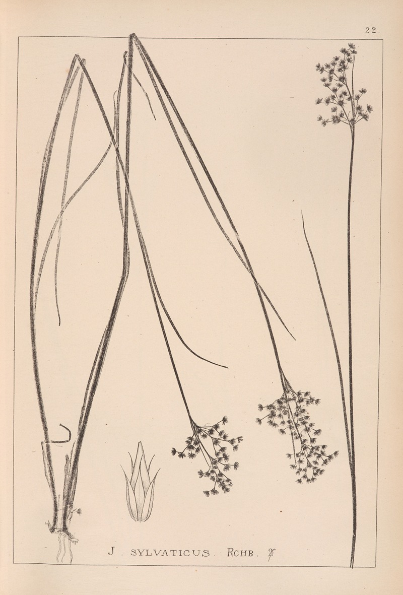 Louis Antoine Cusin - Herbier de la flore française Pl.1143