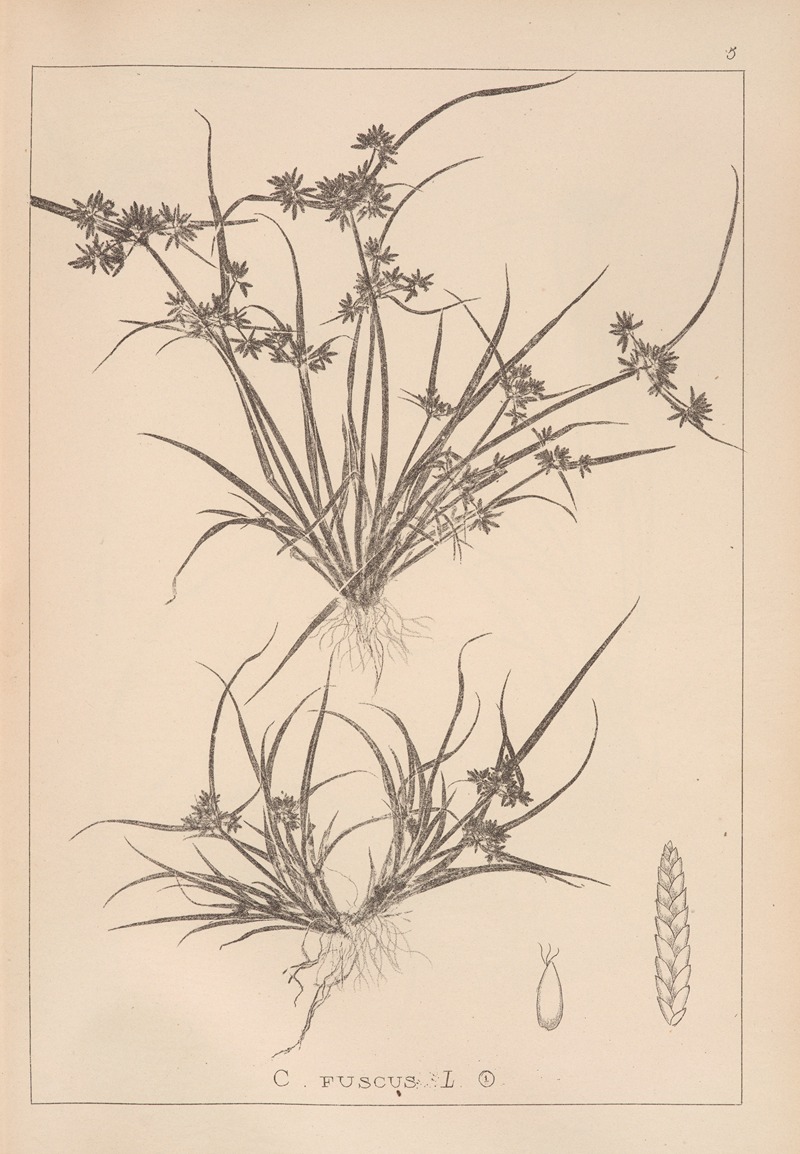 Louis Antoine Cusin - Herbier de la flore française Pl.1176