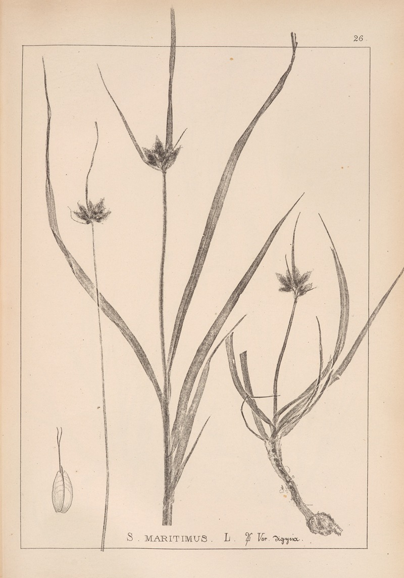 Louis Antoine Cusin - Herbier de la flore française Pl.1197