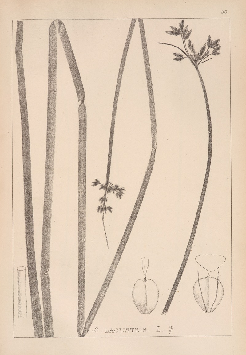 Louis Antoine Cusin - Herbier de la flore française Pl.1201