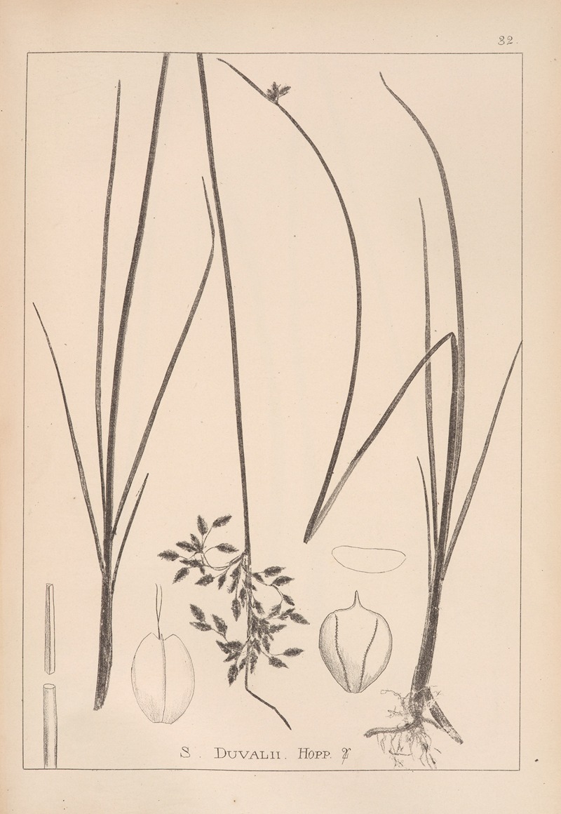Louis Antoine Cusin - Herbier de la flore française Pl.1203
