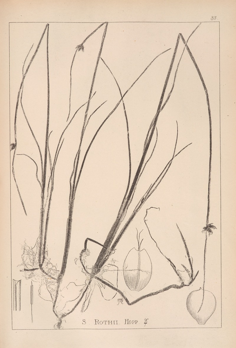 Louis Antoine Cusin - Herbier de la flore française Pl.1206